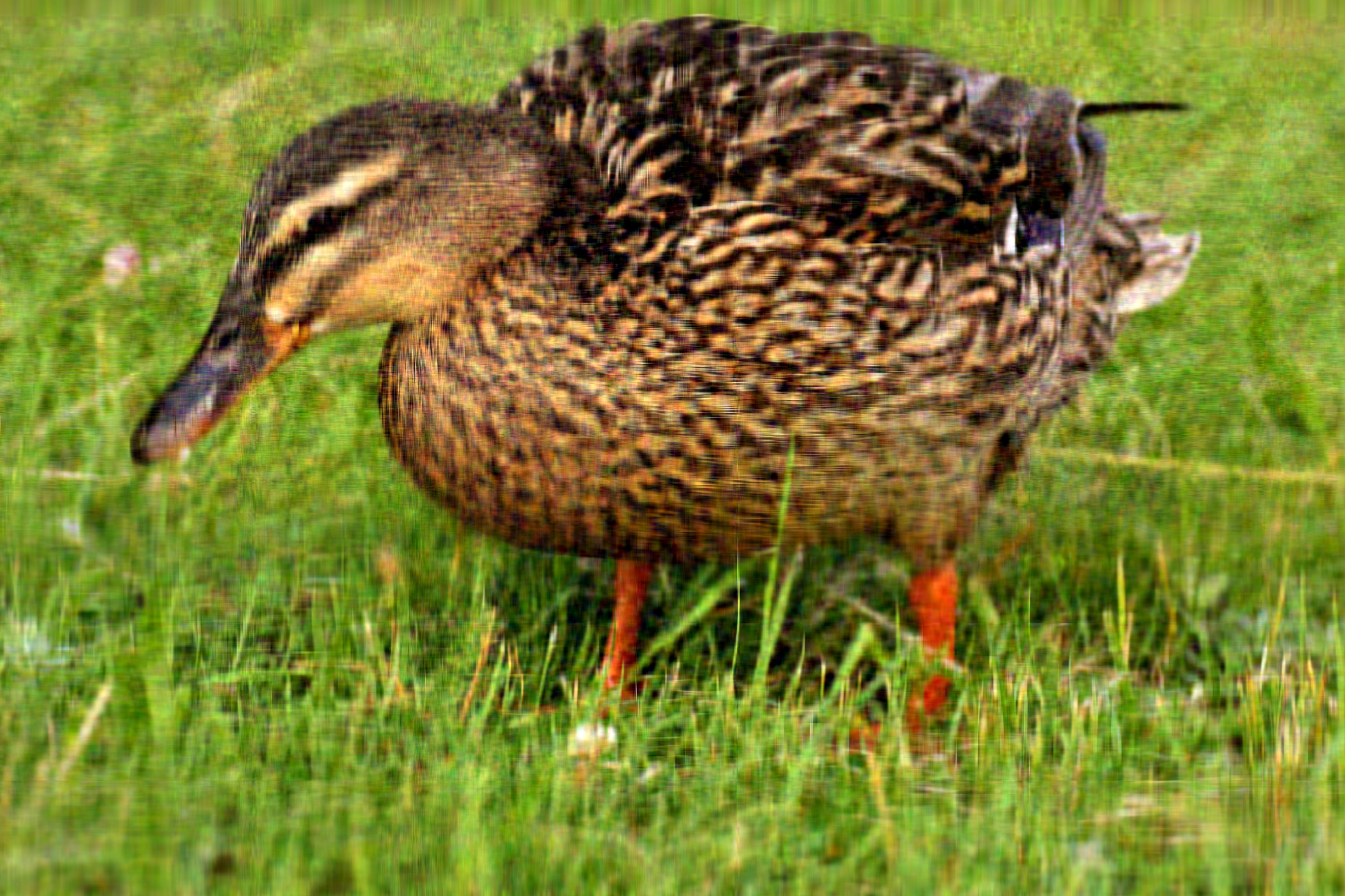 Imagem comprimida com k = 50. Tamanho: 1,8MB (Compressão de 75,67%).